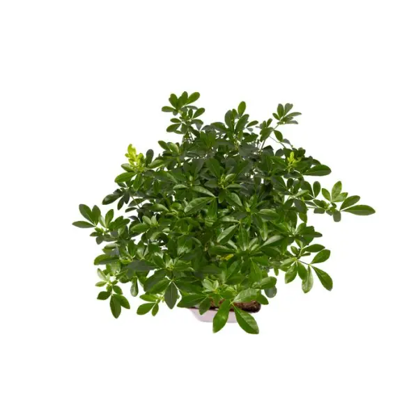 Choisya ternata: C 5L