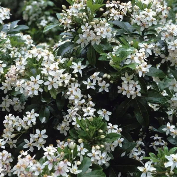 Choisya ternata: C 5L