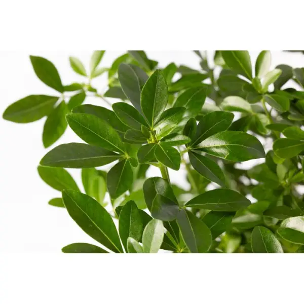 Choisya ternata: C 5L