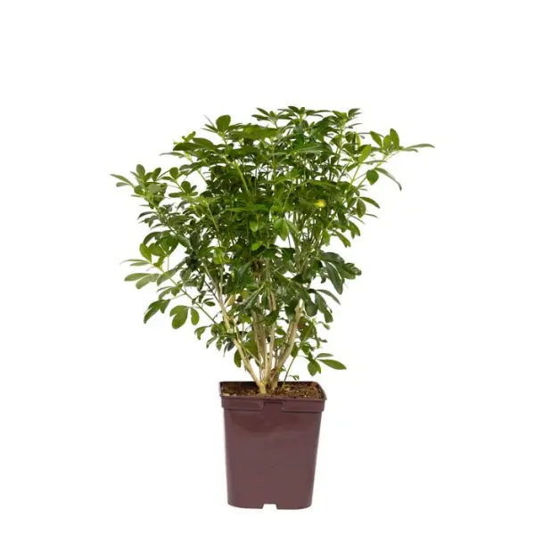 Choisya ternata: C 5L