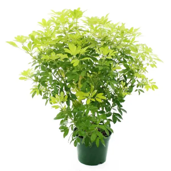Choisya ternata 'Sundance':pot 7L MDD