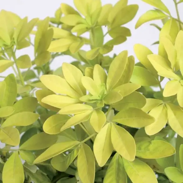 Choisya ternata 'Sundance':pot 7L MDD