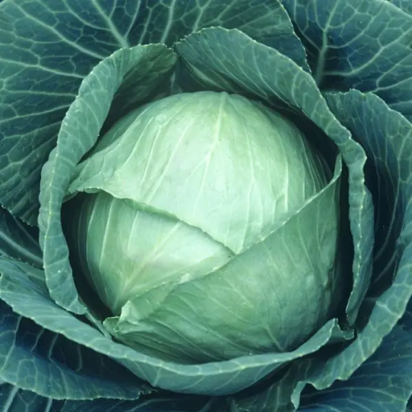 Plants de choux cabus 'Castello' F1 : barquette de 6 plants