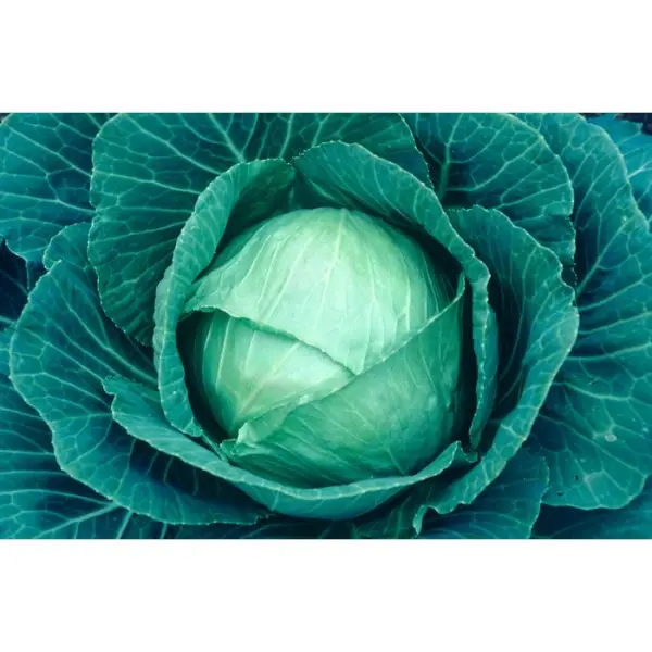 Plants de choux cabus 'Castello' F1 : barquette de 6 plants