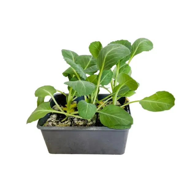 Plants de choux cabus 'Castello' F1 : barquette de 6 plants