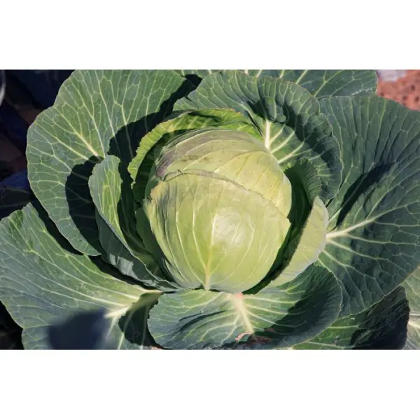 Plants de choux cabus 'Tête de Pierre' F1 : barquette de 6 plants