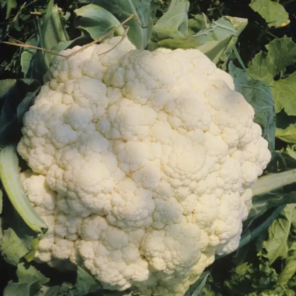 Plants de choux-fleurs 'Boris' : barquette de 6 plants