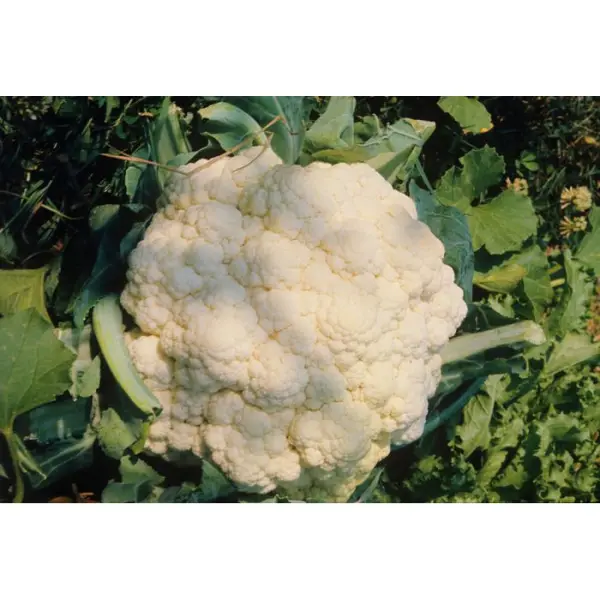Plants de choux-fleurs 'Boris' : barquette de 6 plants
