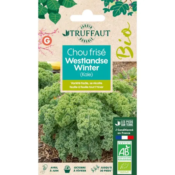 Graines de Chou Frisé (Kale) Westlandse Winter Bio
