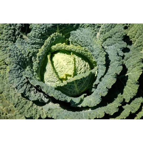Plants de choux Milan Hâtif 'Manon' : barquette de 6 plants