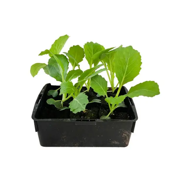 Plants de choux Milan Hâtif 'Manon' : barquette de 6 plants