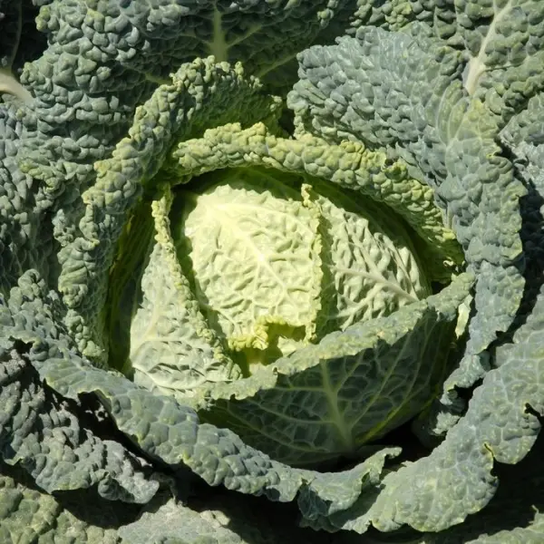 Plants de choux Milan Hâtif 'Manon' : barquette de 6 plants