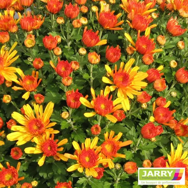 Chrysanthème multi carousel D11cm - Coloris variables