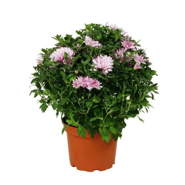 Chrysanthème multi carousel D11cm - Coloris variables