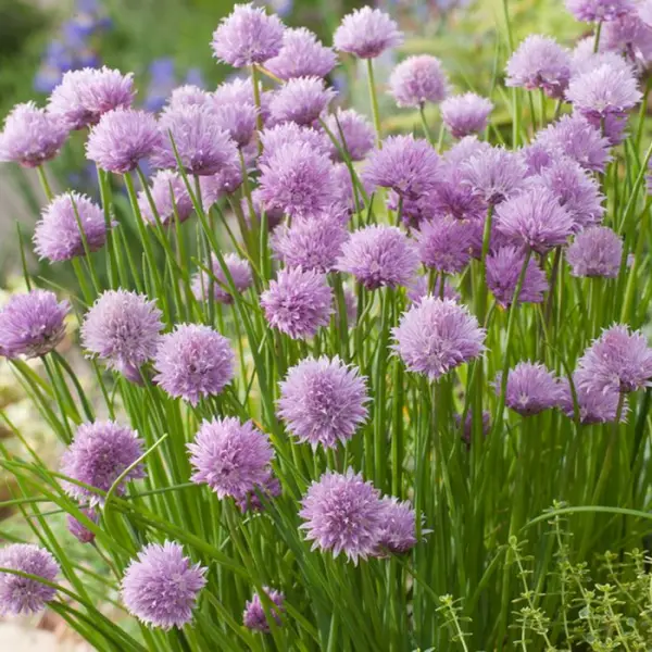 Plant de ciboulette : pot de 1 litre