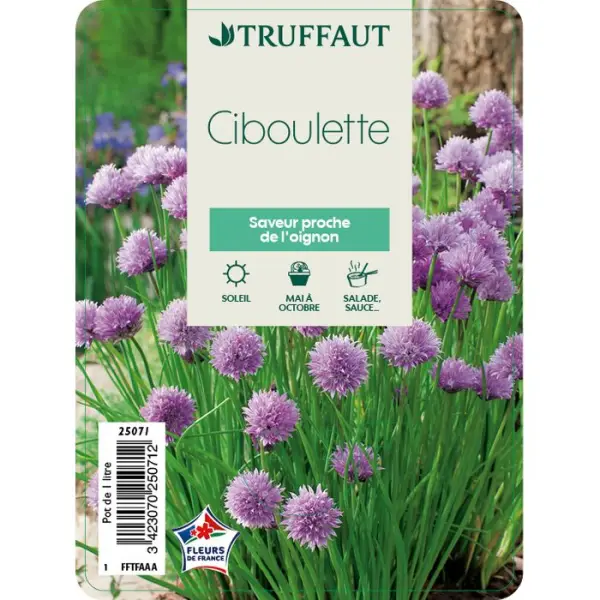 Plant de ciboulette : pot de 1 litre