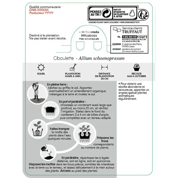 Plant de ciboulette : pot de 1 litre