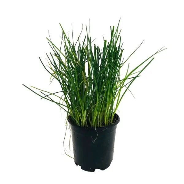 Plant de ciboulette : pot de 1 litre