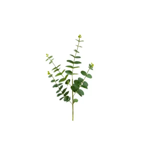 Tige d'Eucalyptus 90 CM - Vert