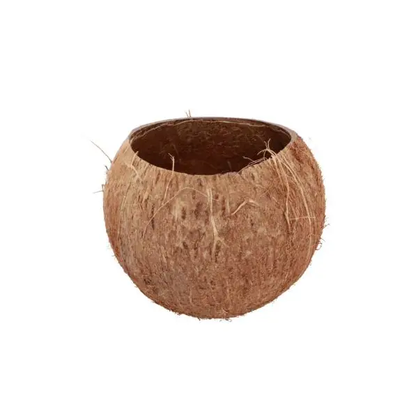 Noix de Coco naturelle ouverte - 13 cm