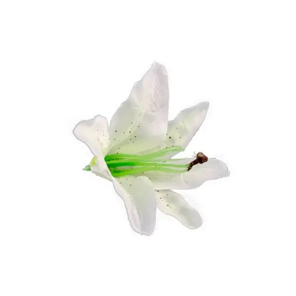 Sachet de 6 Fleurs Blanches Tropicales - Lys
